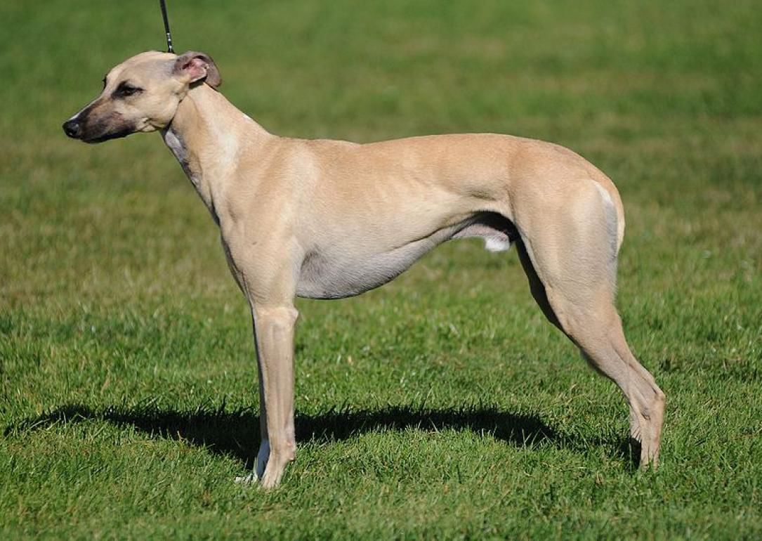 #15. Whippet